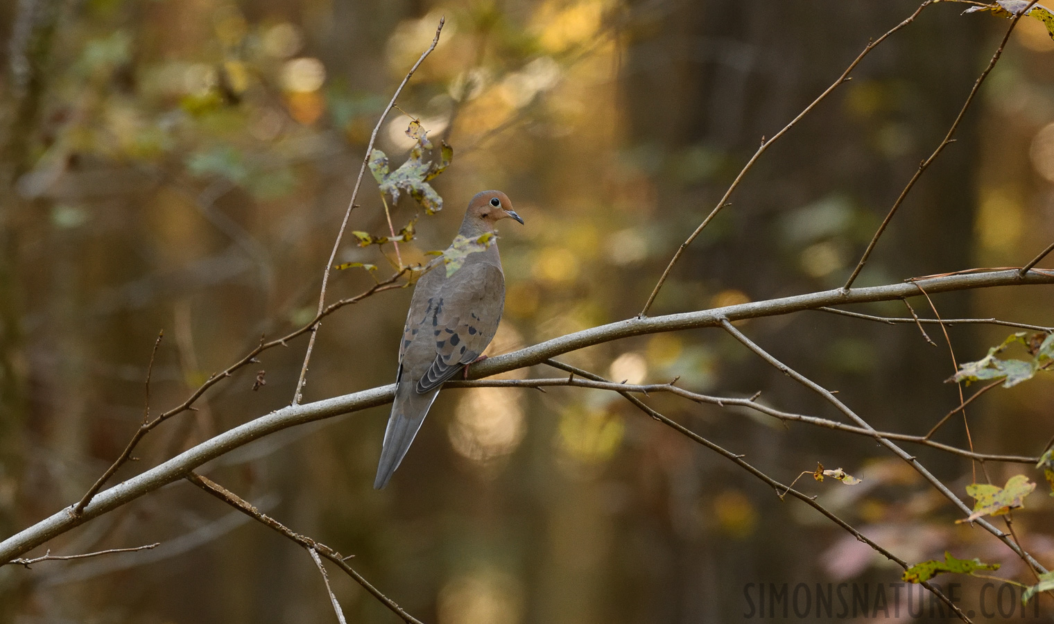 Zenaida macroura carolinensis [400 mm, 1/125 sec at f / 7.1, ISO 2000]